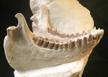 Very Aesthetic Presented Oreodont (Merycoidodon) Skull #15723-4